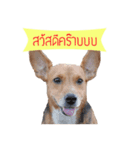 The Half Beagle dog（個別スタンプ：3）