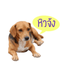 The Half Beagle dog（個別スタンプ：4）