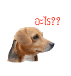 The Half Beagle dog（個別スタンプ：5）