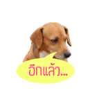 The Half Beagle dog（個別スタンプ：6）
