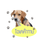 The Half Beagle dog（個別スタンプ：7）