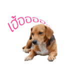 The Half Beagle dog（個別スタンプ：8）