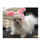Bunny the dog V1（個別スタンプ：7）