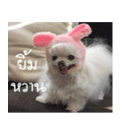 Bunny the dog V1（個別スタンプ：17）