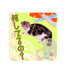 大人可愛い三毛猫ももちゃん8（個別スタンプ：5）