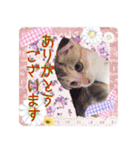 大人可愛い三毛猫ももちゃん8（個別スタンプ：9）