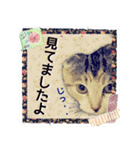 大人可愛い三毛猫ももちゃん8（個別スタンプ：13）