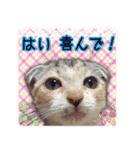 大人可愛い三毛猫ももちゃん8（個別スタンプ：30）