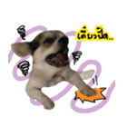 Toto v.2（個別スタンプ：1）
