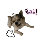 Toto v.2（個別スタンプ：4）
