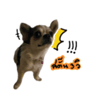 Toto v.2（個別スタンプ：5）
