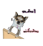 Toto v.2（個別スタンプ：6）