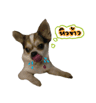 Toto v.2（個別スタンプ：7）