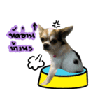 Toto v.2（個別スタンプ：8）