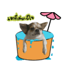 Toto v.2（個別スタンプ：9）
