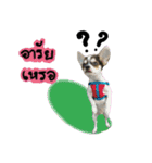 Toto v.2（個別スタンプ：13）