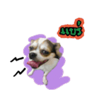 Toto v.2（個別スタンプ：16）