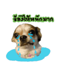 Toto v.2（個別スタンプ：17）