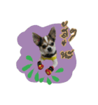 Toto v.2（個別スタンプ：22）