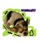 Toto v.2（個別スタンプ：24）
