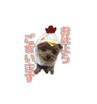 トイプードル ティル 写真ver.6（個別スタンプ：1）