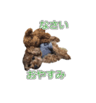 トイプードル ティル 写真ver.6（個別スタンプ：2）