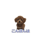 トイプードル ティル 写真ver.6（個別スタンプ：4）