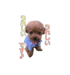 トイプードル ティル 写真ver.6（個別スタンプ：6）