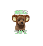 トイプードル ティル 写真ver.6（個別スタンプ：8）