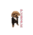 トイプードル ティル 写真ver.6（個別スタンプ：9）