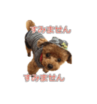 トイプードル ティル 写真ver.6（個別スタンプ：10）