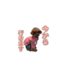 トイプードル ティル 写真ver.6（個別スタンプ：14）
