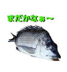 正面を向いた魚達と鳥が語りかけてくる！（個別スタンプ：7）