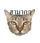 MooMeow（個別スタンプ：1）
