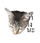 MooMeow（個別スタンプ：3）