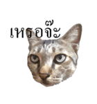 MooMeow（個別スタンプ：5）