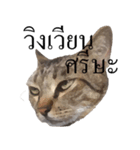 MooMeow（個別スタンプ：6）