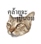MooMeow（個別スタンプ：7）