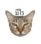 MooMeow（個別スタンプ：8）