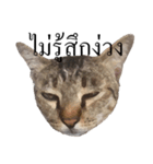 MooMeow（個別スタンプ：9）