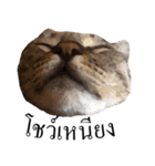 MooMeow（個別スタンプ：10）