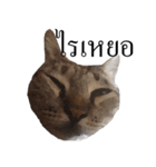 MooMeow（個別スタンプ：11）