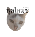 MooMeow（個別スタンプ：12）