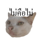 MooMeow（個別スタンプ：13）