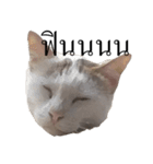 MooMeow（個別スタンプ：16）