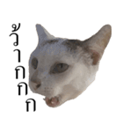 MooMeow（個別スタンプ：18）