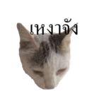 MooMeow（個別スタンプ：19）