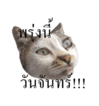 MooMeow（個別スタンプ：20）