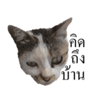 MooMeow（個別スタンプ：21）