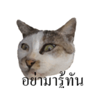 MooMeow（個別スタンプ：22）